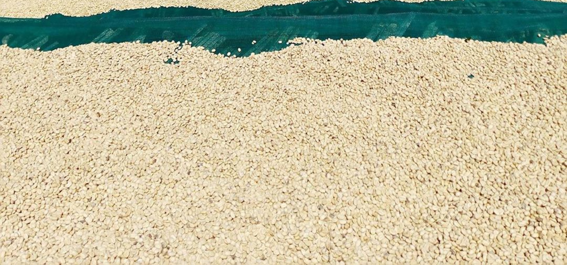 processed whatsapp image 2026 01 16 at 13 (1)