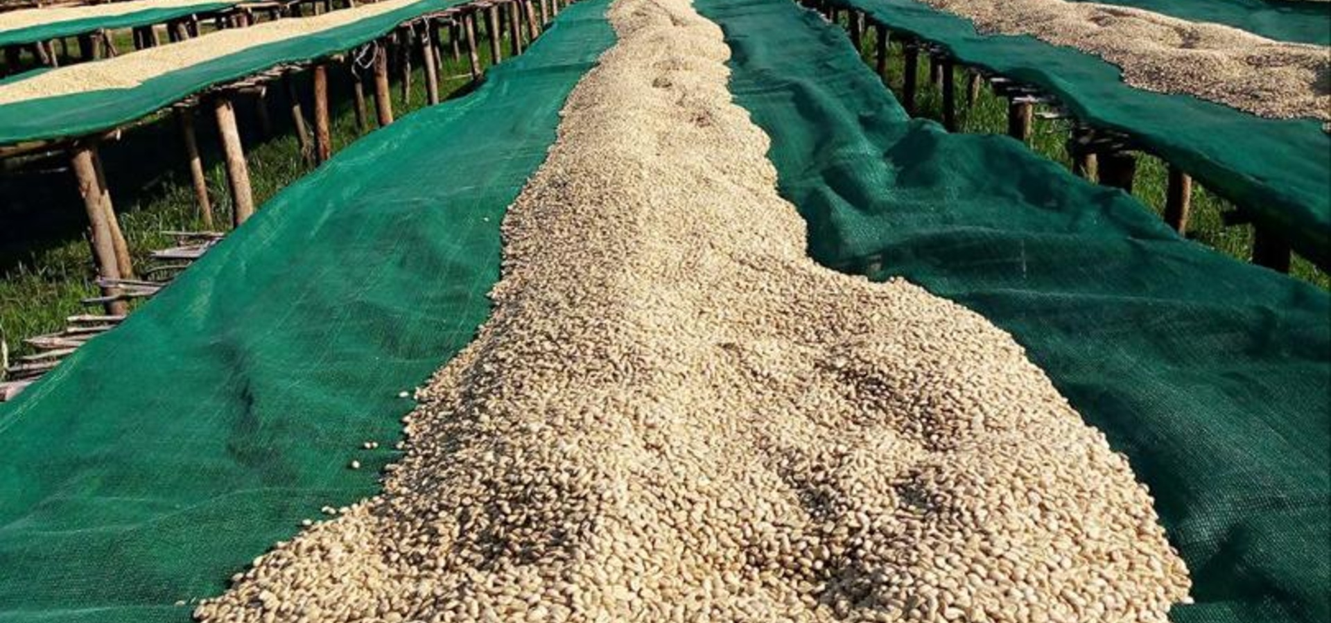 processed whatsapp image 2026 01 16 at 13