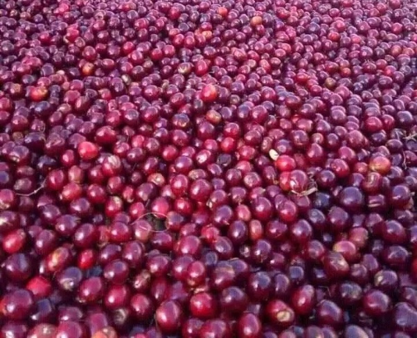 processed kafeee iyo qolofkiisa (2)